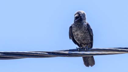 Western Jackdaw