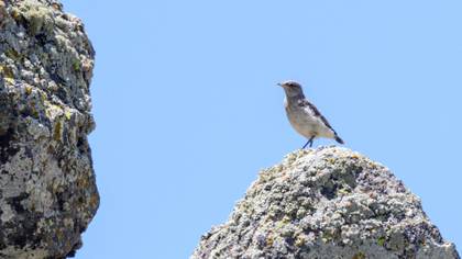 Northern Wheatear
