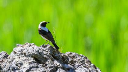 Black-eared Wheatear