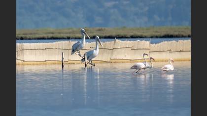 Dalmatian Pelican