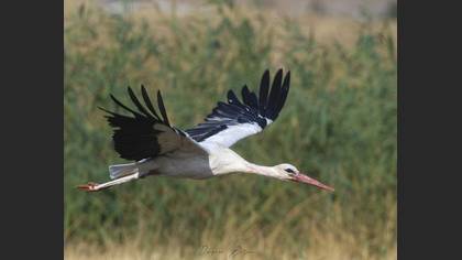 White Stork