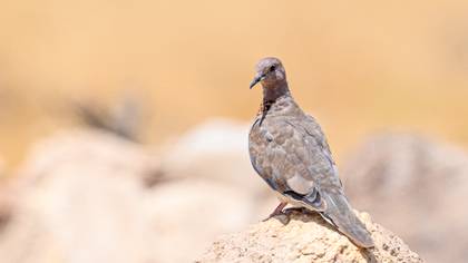 Eurasian Collared Dove