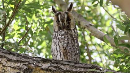Long-eared Owl