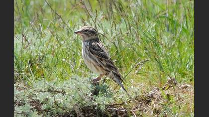 Rock Sparrow