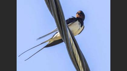 Barn Swallow