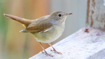 Common Nightingale