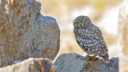 Little Owl