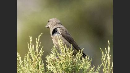 Red Crossbill