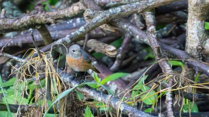 Common Redstart