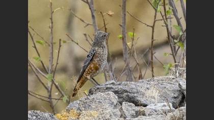 Common Rock Thrush