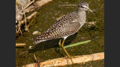 Wood Sandpiper