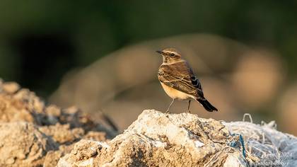 Black-eared Wheatear