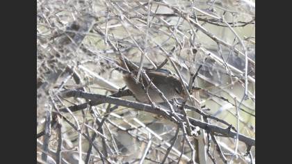 Cetti`s Warbler