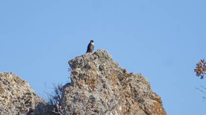Peregrine Falcon