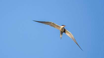 Common Tern