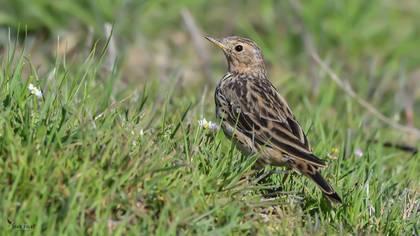 Red-throated Pipit