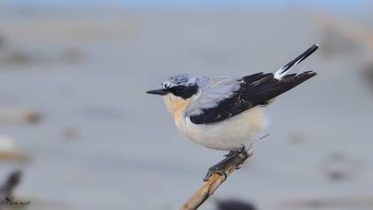 Northern Wheatear