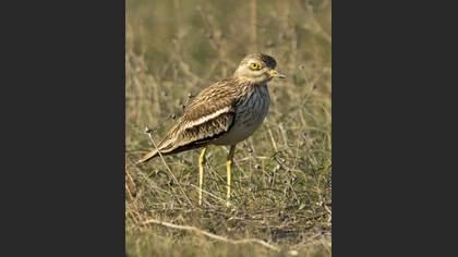 Eurasian Stone-curlew