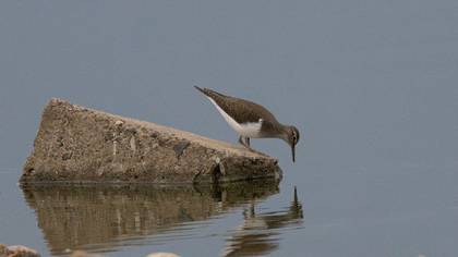 Common Sandpiper