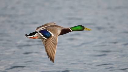 Mallard
