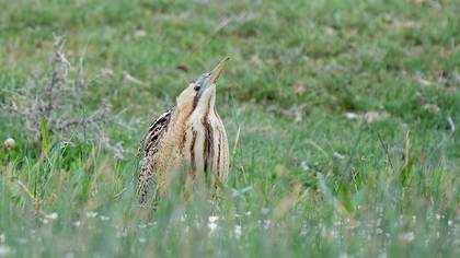 Eurasian Bittern