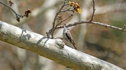 Short-toed Treecreeper
