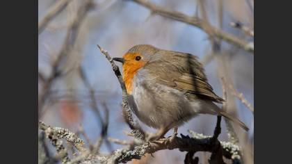 European Robin