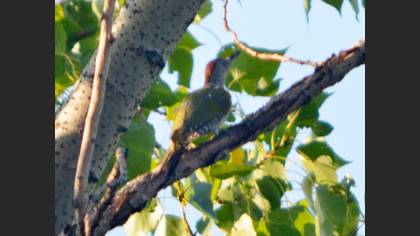 European Green Woodpecker