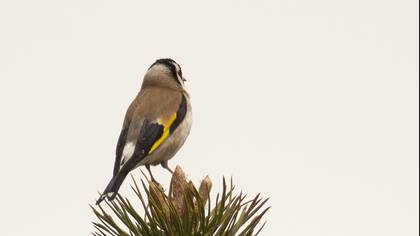 European Goldfinch