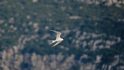 Sandwich Tern