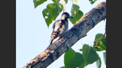 Syrian Woodpecker