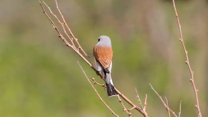 Red-backed Shrike