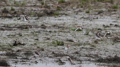 Little Stint