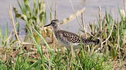 Wood Sandpiper