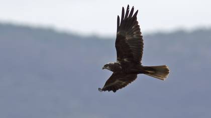 Western Marsh Harrier