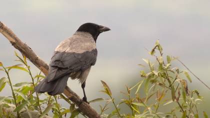 Hooded Crow