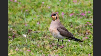 Collared Pratincole