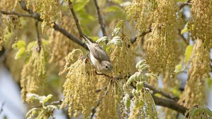 Common Chiffchaff
