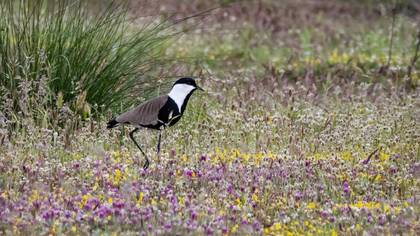 Spur-winged Lapwing