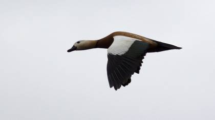Ruddy Shelduck