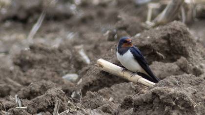 Barn Swallow