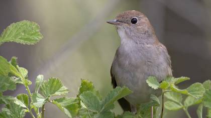 Common Nightingale