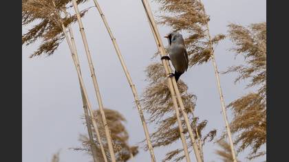 Bearded Reedling