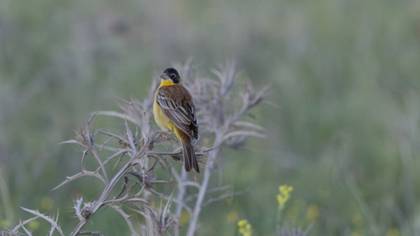 Black-headed Bunting