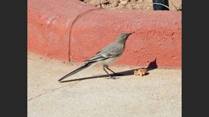 White Wagtail