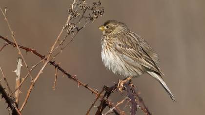 Corn Bunting