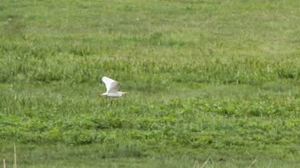 Western Cattle Egret