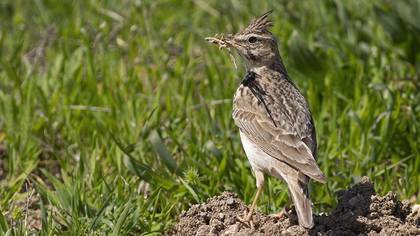 Crested Lark