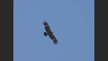 Eastern Imperial Eagle