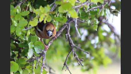 Hawfinch